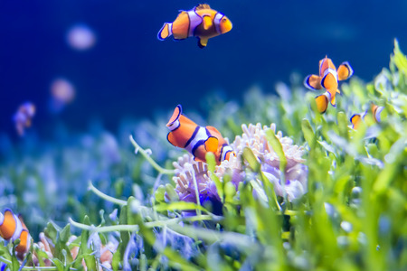 Nemo fish in aquarium for background.の写真素材