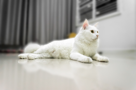 White cat is looking forward with copy spaceの写真素材