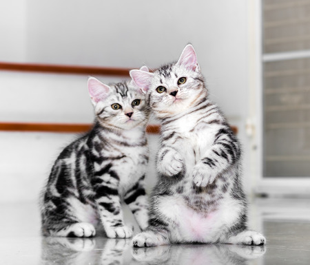 Cute American shorthair kitten were discussion. Focused on standing cat.の写真素材