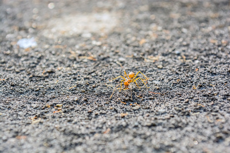 close up the ants were climbing upの写真素材