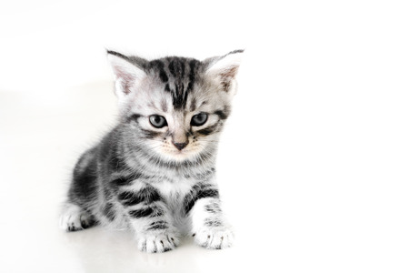 Cute American shorthair cat kitten with copy spaceの写真素材