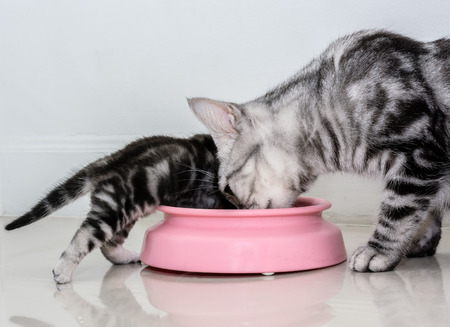 American shorthair cat family. Mom cat with kitten eating foodの写真素材