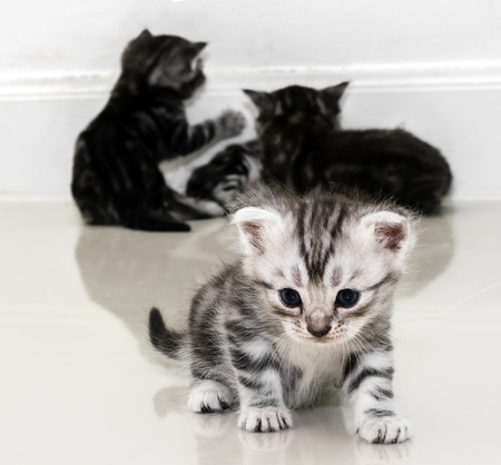 Cute American shorthair cat kitten with copy spaceの写真素材