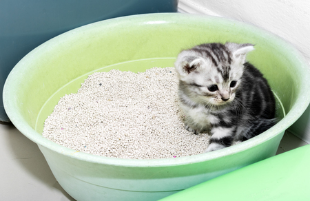Cute American shorthair cat kitten with copy spaceの写真素材