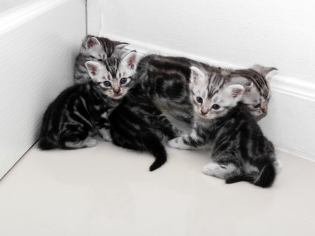Cute American shorthair cat kitten with copy spaceの写真素材