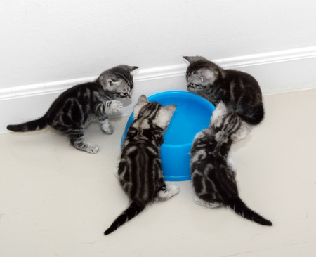 American shorthair cat waiting for food with copy spaceの写真素材