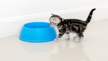 American shorthair cat waiting for food with copy spaceの写真素材