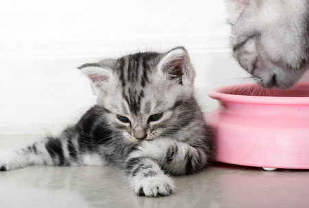 Cute American shorthair cat kitten with copy spaceの写真素材