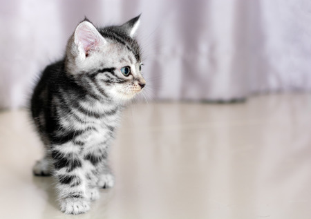 Cute American shorthair cat kitten with copy spaceの写真素材