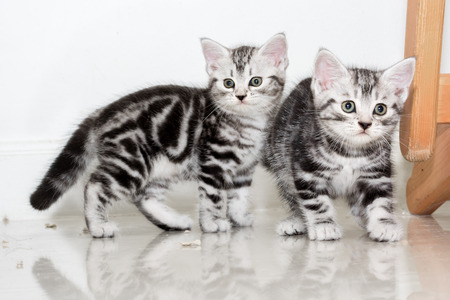 Cute American shorthair cat kitten playing on the floorの写真素材