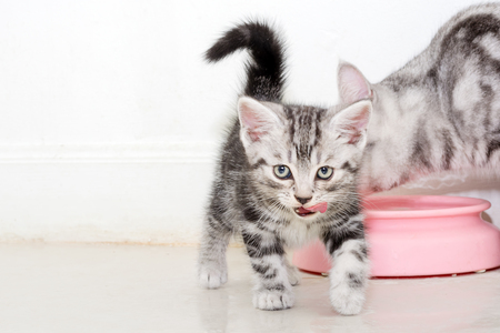 American shorthair cat kitten eating foodの写真素材