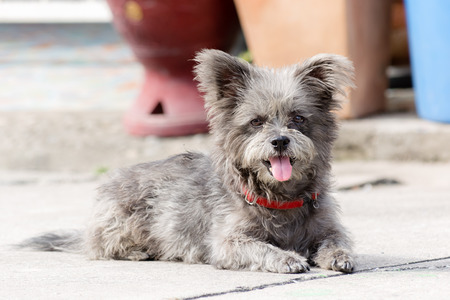 Portrait of a cute dog sitting on the floor