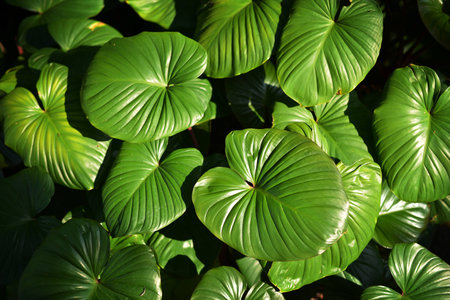 Green Leaves with shade and shadow