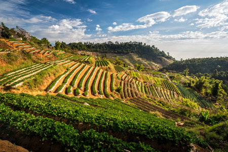 Strawberry terrace field on highlandの写真素材