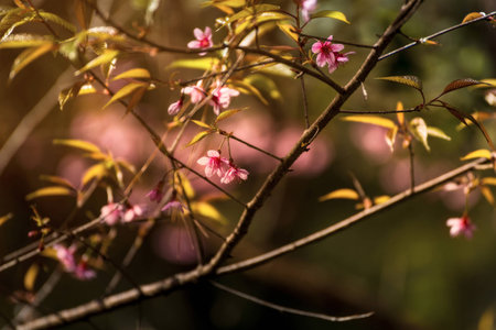 Selective soft focus of blooming of pink Thai Sakura flower at Doi Angkhang, Chiang Mai, Thailand (Wild Himalayan Cherry)の写真素材