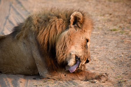 Male lion licking his paw Male lion licking his paw