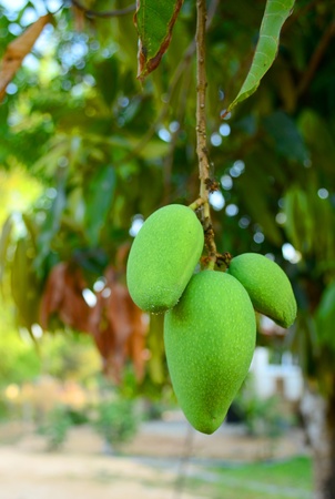Mango and a little antの写真素材