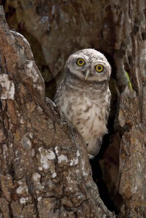 Animalの写真素材