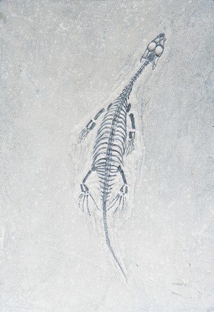 Small Dino fossilの写真素材