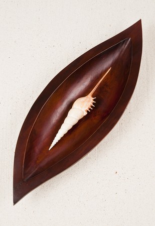 One long beautiful sea shell in the wooden leaf trayの写真素材