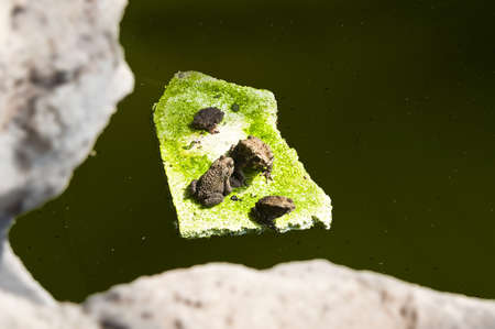 Survival of toad on piece of foamの写真素材