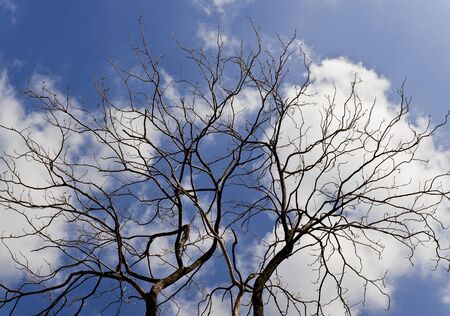 dry tree isolated on blue skyの写真素材