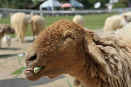 Brown sheep eating grass in the farm