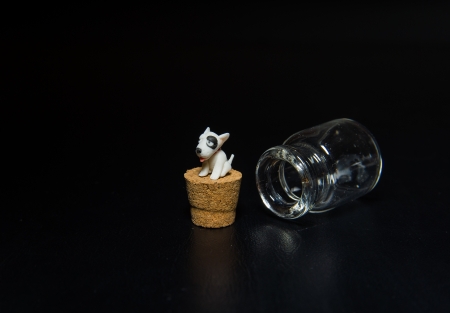 Miniature Bull terrier sit on cork isolated on black backgroundの写真素材