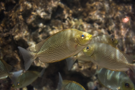 Beautiful fish under the sea