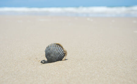 one black seashell on sand