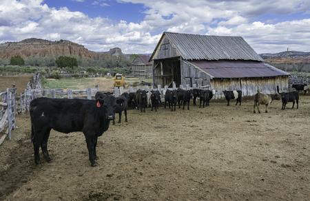 Cows in the fence of farmの写真素材
