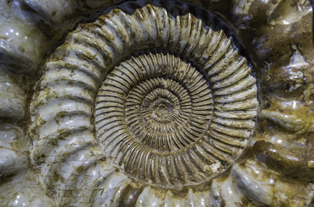 Beautiful crustacean fossilの写真素材