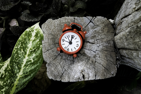 Red alarm clock on old wooden with green leaf