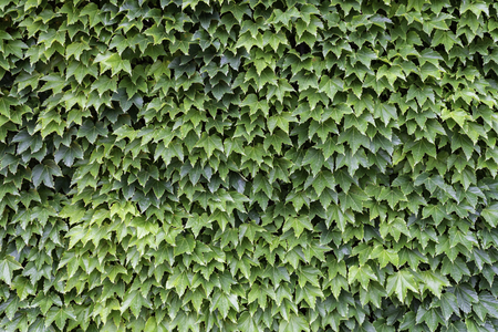 Green leaf background on the wallの写真素材
