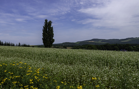 Tall tree stand on green field with yellow flowerの写真素材