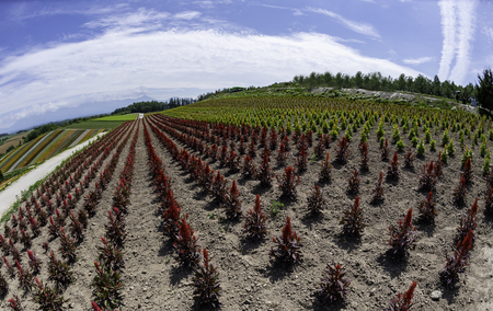 Long row of red flower field on the mountain with cloud and blue skyの写真素材