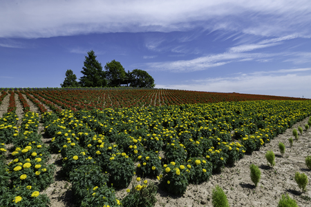 Group of tall tree on the hill of flower fieldの写真素材