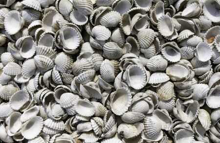 Dry and White Shell cocks from the sea in Thailand