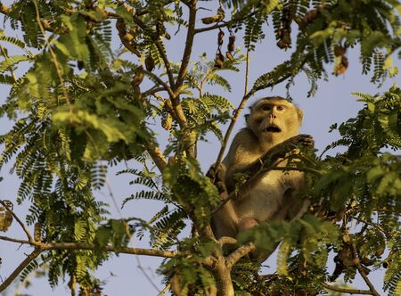 Crab-eating macaque monkey open its mouth on tamarind tree