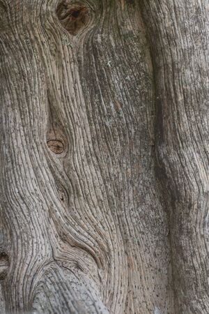 Texture of the bark of old tree.