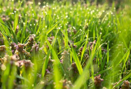 Abstract green natural background. Fresh spring grass with drops on natural defocused sunlight green...