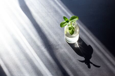Small glass bottle with aromatic green mint for home garden with strong shadows on black background....