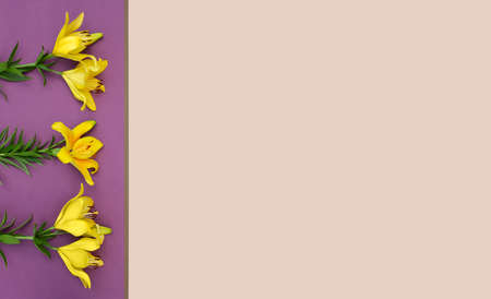 Banner with yellow lily flower on purple and beige backgroundの写真素材