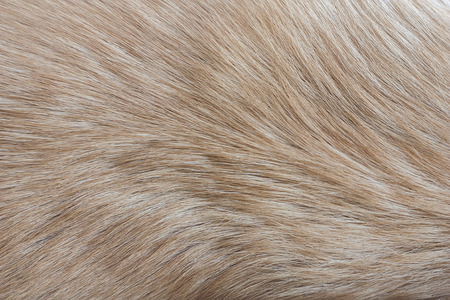 Hair of the Dog, background, texture.の写真素材