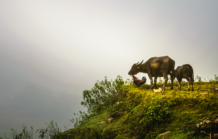 Picture of livestock animal (water buffalo, chicken) on the rice terrace in Cat cat village, sapa, vietnamの写真素材