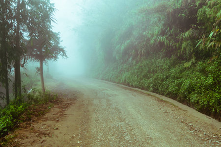 Walk through the mist in the green forestの写真素材