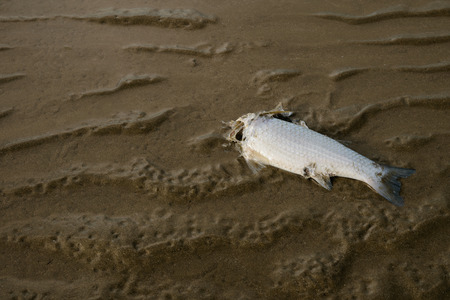 Dead fish on the sand for water pollution or drought conceptの写真素材