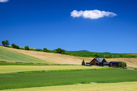 Scenic view of Barley Field with cottage in Biei province, Hokkaido, Japanのeditorial素材
