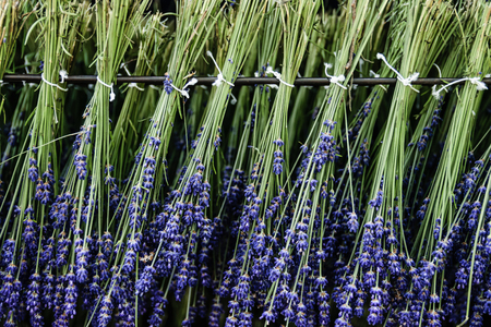 Bundles of lavender hanging on the iron rack for drying processの写真素材