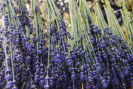 Bundles of lavender hanging on the iron rack for drying processの写真素材